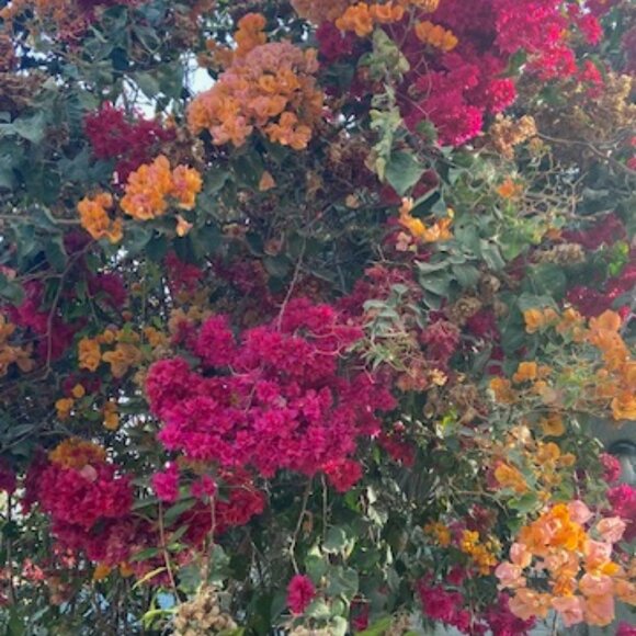 Meet your Posher, Julie - Picture 1 of 1